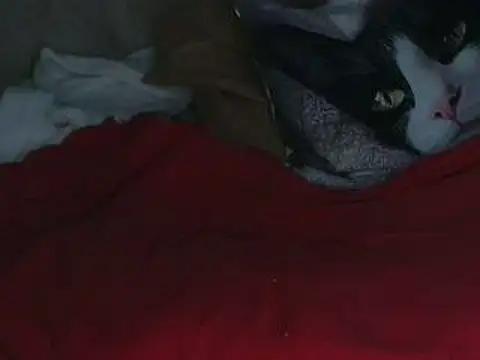 VeneRed online show from October 12, 7:57 pm