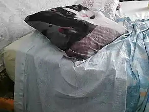 VeneRed online show from June 26, 2:21 pm