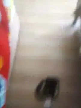 510915asi online show from December 20, 12:01 pm