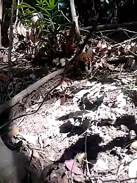 Snapshot of subaru8291 chatting on November 5, 3:50 am subaru8291 online show from November 5, 3:50 am