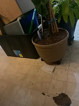 Snapshot of Thickirishcock850 chatting on March 23, 9:24 am Thickirishcock850 online show from March 23, 9:24 am