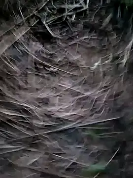 Snapshot of Guru2 chatting on January 29, 1:17 pm Guru2 online show from January 29, 1:17 pm