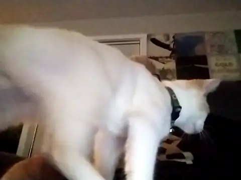 Futura intx online show from September 12, 1:17 am