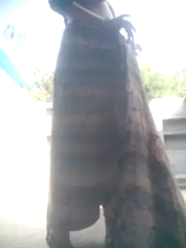 Amaya Bajwa online show from February 11, 9:14 am