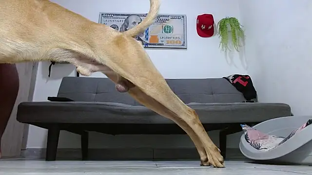 Master foot  online show from May 15, 7:48 am