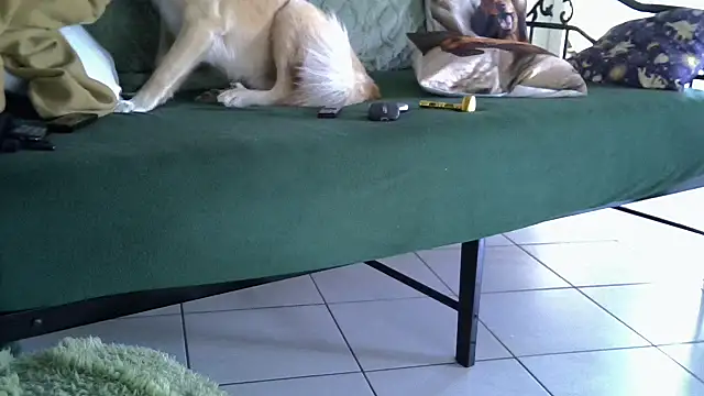 Snapshot of Damn_bro23 chatting on February 20, 7:32 am Damn bro23 online show from February 20, 7:32 am