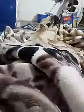 Playboy bhabhi 00 online show from February 6, 5:25 am