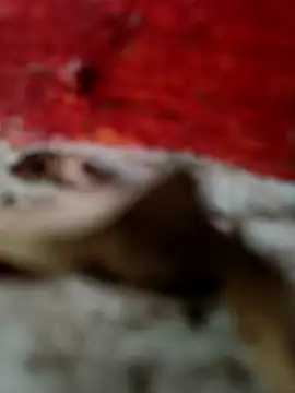 Snapshot of himvilohi08 chatting on October 18, 12:50 pm himvilohi08 online show from October 18, 12:50 pm