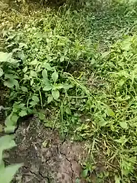 Snapshot of himvilohi08 chatting on October 19, 11:55 am himvilohi08 online show from October 19, 11:55 am