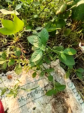 Snapshot of himvilohi08 chatting on October 21, 10:49 am himvilohi08 online show from October 21, 10:49 am