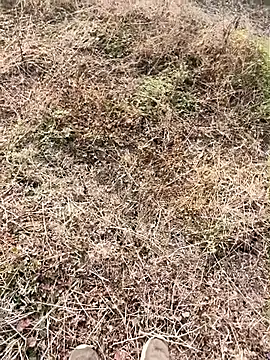 Snapshot of himvilohi08 chatting on January 9, 4:04 am himvilohi08 online show from January 9, 4:04 am