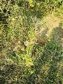 Snapshot of himvilohi08 chatting on January 10, 10:50 am himvilohi08 online show from January 10, 10:50 am