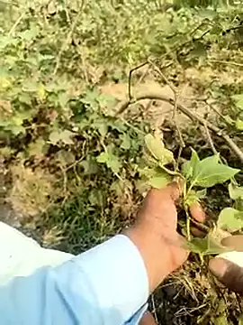 Snapshot of himvilohi08 chatting on February 5, 4:39 am himvilohi08 online show from February 5, 4:39 am