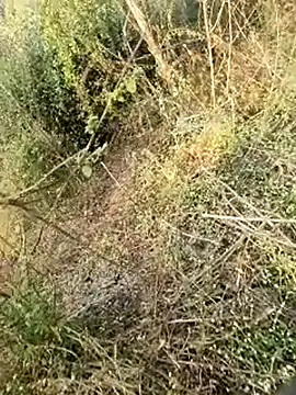 Snapshot of himvilohi08 chatting on February 11, 3:11 am himvilohi08 online show from February 11, 3:11 am