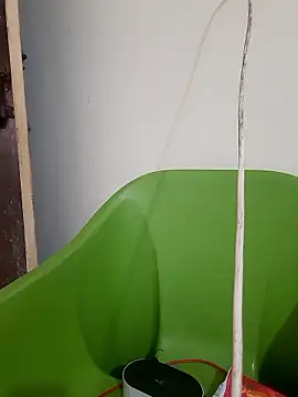 Snapshot of AnkitaDevi chatting on January 19, 11:03 am AnkitaDevi online show from January 19, 11:03 am