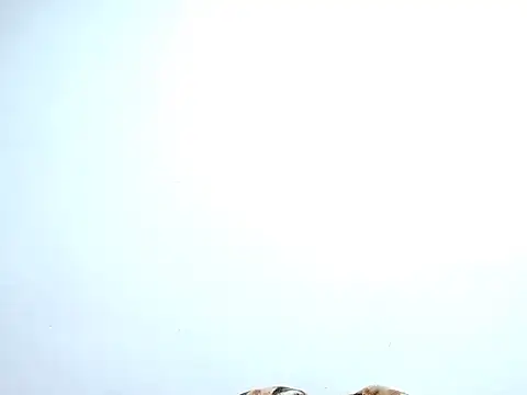 Snapshot of saara_johnson496 chatting on October 30, 11:38 pm saara johnson496 online show from October 30, 11:38 pm