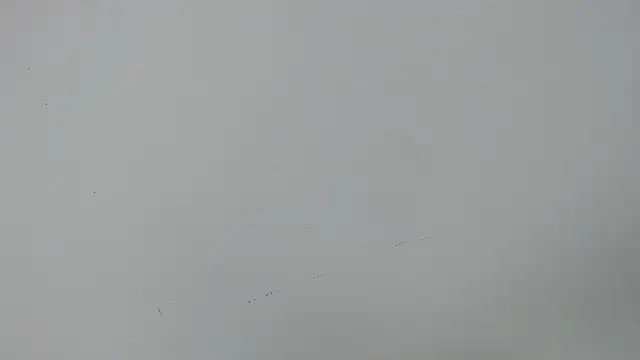 eladyrous98 online show from December 17, 2:01 pm