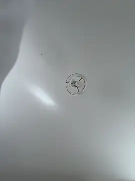 Desire-XOXOX online show from September 25, 10:41 am