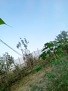 Snapshot of Chubbyhoney1 chatting on March 31, 9:43 am Chubbyhoney1 online show from March 31, 9:43 am