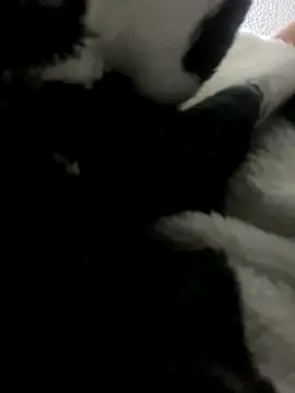 Snapshot of Sallem_Pink chatting on October 9, 11:41 am Sallem Pink online show from October 9, 11:41 am