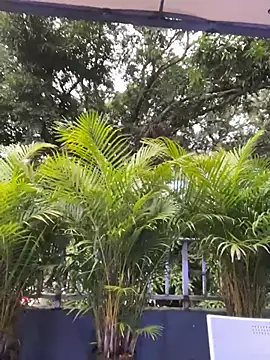 Snapshot of AmberAngelXXX chatting on November 24, 10:31 pm AmberAngelXXX online show from November 24, 10:31 pm