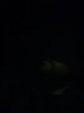 shakeweight online show from November 18, 7:02 am