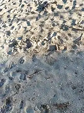 pegaso369 online show from November 3, 2:51 pm