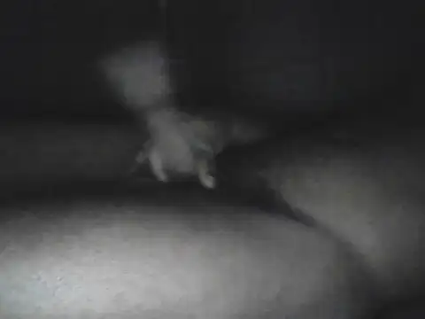 Bigcockjamaican876 online show from October 15, 4:56 am