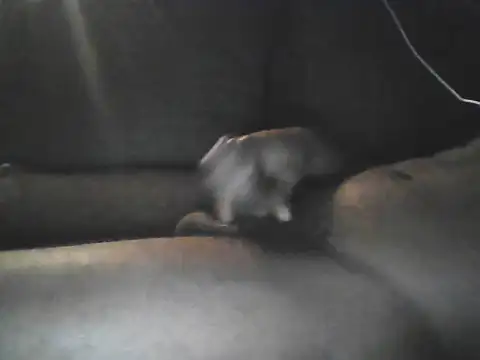 Bigcockjamaican876 online show from October 19, 4:46 am