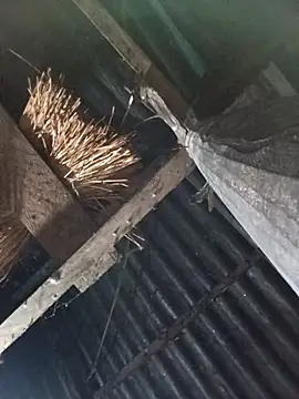 Snapshot of _Helala_ chatting on October 17, 11:07 pm Helala online show from October 17, 11:07 pm