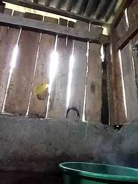 Snapshot of Ngocmi909 chatting on November 16, 12:16 am Ngocmi909 online show from November 16, 12:16 am