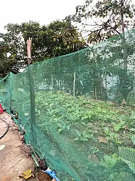 han-cute online show from December 23, 2:20 am