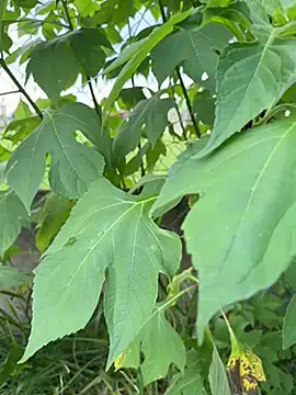 magraocam online show from April 9, 4:56 pm