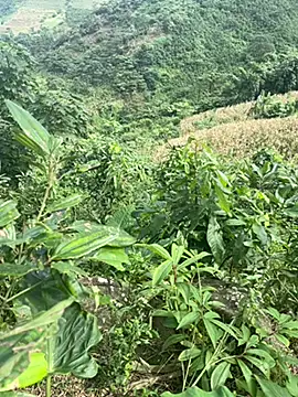 hi-hi-zz online show from November 14, 5:50 am