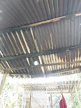 Squirrel-Pear online show from November 20, 3:50 am