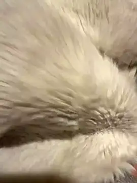 Jackoff2345 online show from October 26, 3:34 am