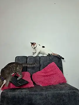 Mia fox29 online show from November 13, 11:20 am