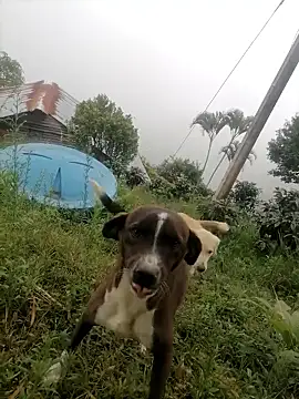 Snapshot of Ckinetor chatting on January 11, 5:29 pm Ckinetor online show from January 11, 5:29 pm