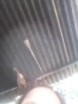 jacka 305 online show from January 11, 6:51 am