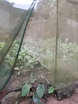 gugu0022 online show from February 25, 11:25 pm