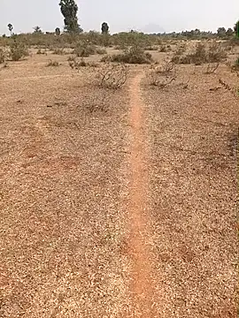 Tamilpaiyan07 online show from February 9, 7:01 am