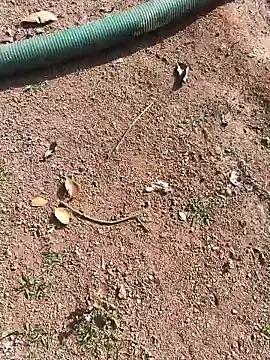 Snapshot of janbi_sexe chatting on January 15, 5:01 am janbi sexe online show from January 15, 5:01 am