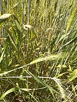 hornycouple20000 online show from February 16, 9:16 am