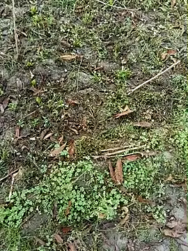 Shivanisingh4 online show from March 30, 2:01 am