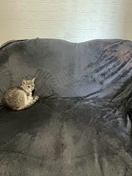 AlisRoxy online show from February 22, 6:13 am