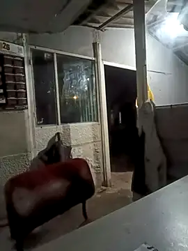 ISABELLA-24  online show from March 11, 3:34 am