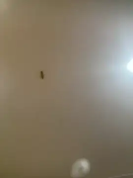 Snapshot of Maskedduo3233 chatting on February 19, 10:39 pm Maskedduo3233 online show from February 19, 10:39 pm