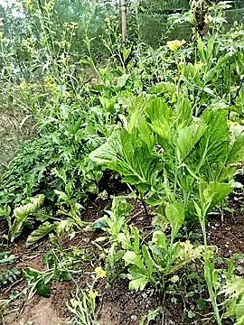 ngocbao11 online show from February 26, 1:04 am