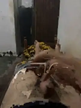 Polomoro23 online show from March 27, 7:35 pm