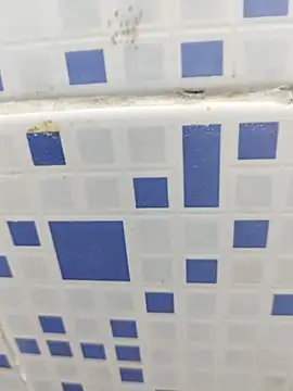 Snapshot of diljaan51 chatting on March 28, 2:11 am diljaan51 online show from March 28, 2:11 am